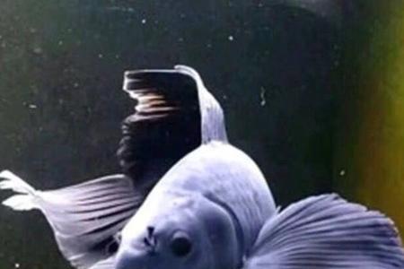 黑彗星是无鳞鱼吗