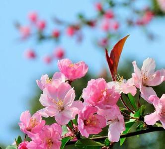 什么海棠开花漂亮