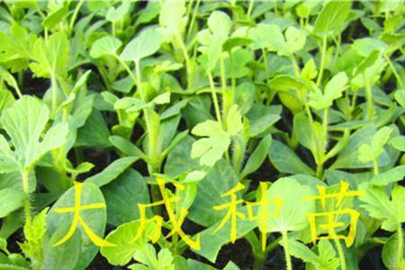 8424嫁接苗与自根苗区别