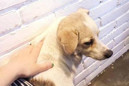狗狗最喜欢被抚摸的地方