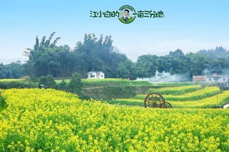 家里一亩三分地是什么意思
