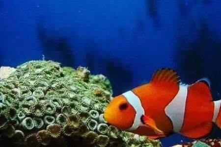 玛丽鱼海水怎么养