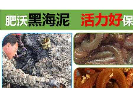 蚂蝗和蚯蚓钓鱼哪个厉害