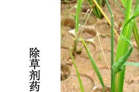 玉米田稻稗用什么除草剂好使