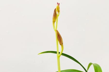 芳华兰花的介绍