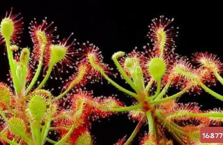 十大捕虫植物