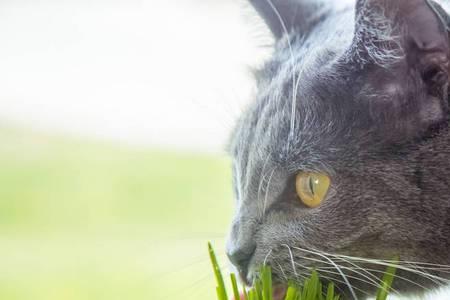 猫为什么舔花盆