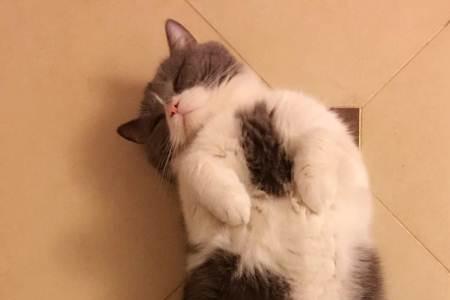 蓝白公猫不绝育行吗