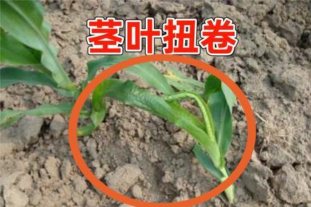 玉黄大地除草剂成分