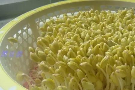 发黄豆芽为什么发绿了