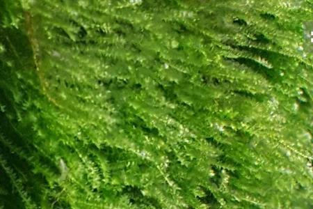 莫斯会吸收氨氮吗