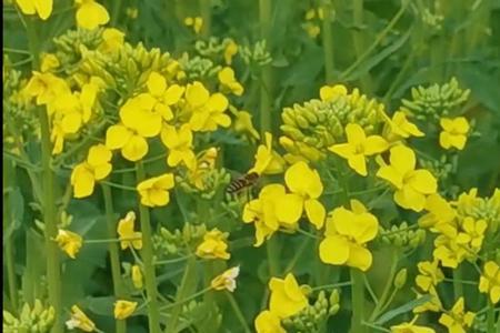 追花逐蜜什么意思