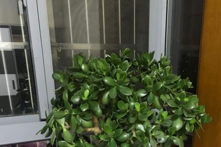 养玉树对人好不好