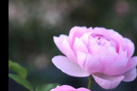 权杖月季优缺点