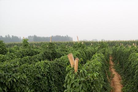 河北哪个县山药多