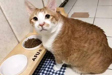 为什么给猫铲屎猫总是很激动