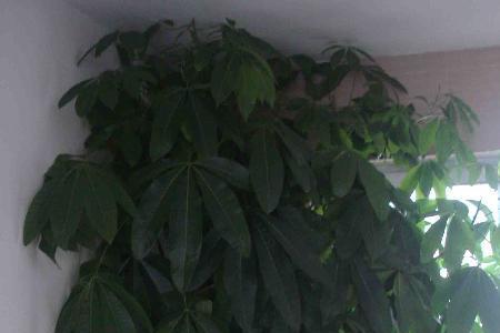 一盆三棵发财树好不好