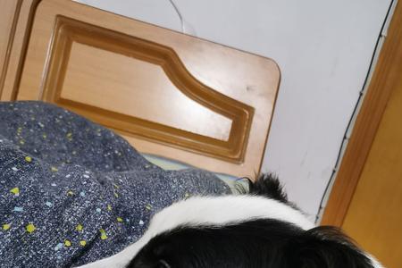 边牧嘴巴一圈毛洗不干净