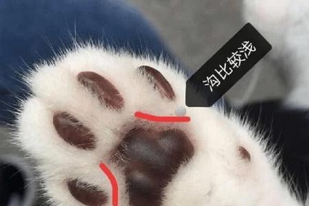 猫两只脚盘着什么意思