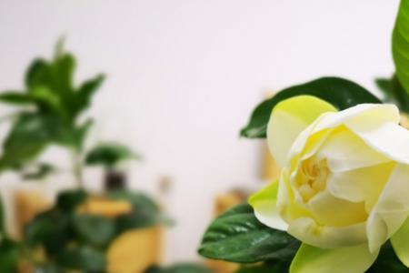 栀柚啥意思