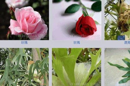 带杰字的花名有哪些
