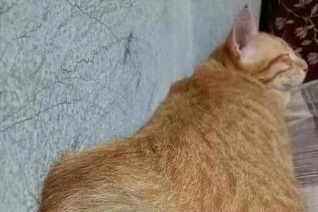 猫咪回喵星了怎么安慰自己