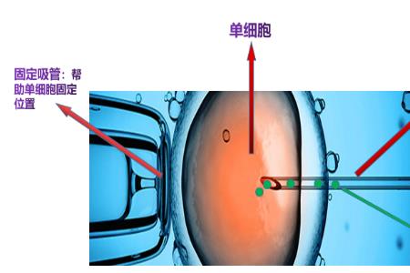 基因枪法是什么