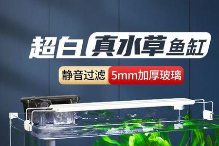 30x20的鱼缸适合养多少鱼