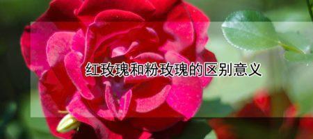 女孩不要红玫瑰啥意思