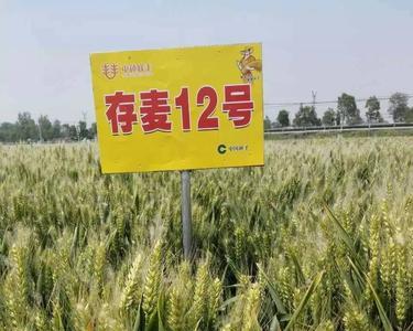 周麦18小麦产量多少