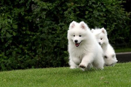 爱斯基摩犬一胎产多少幼崽