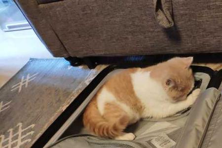 猫晚上来到家里怎么赶都赶不走