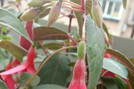 灯笼花长了红蜘蛛怎么办