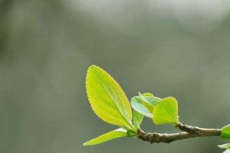 描写绿色的四字词语