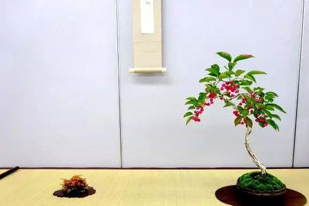 真弓卫矛为什么不开花