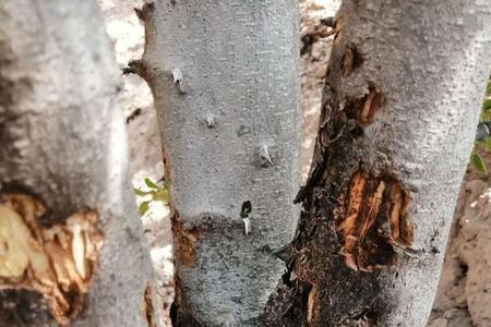 花椒树枯死一部分怎么补救