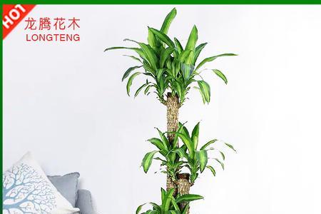 步步高升树寓意