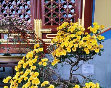 2022北海菊花展什么时候开始的