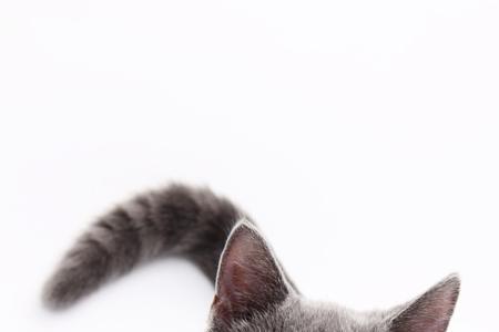 古代的灰色猫叫什么