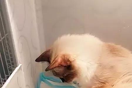 怎么才能找到猫咪的孩子