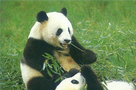中国有多少大熊猫