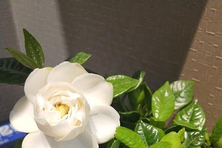 枝子花在客厅里可以养吗