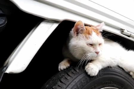 猫死在车旁边是什么回事