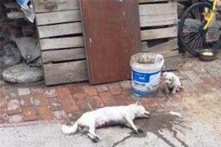 吓得浑身发抖写句子