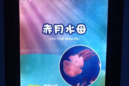 赤月水母越养越小了