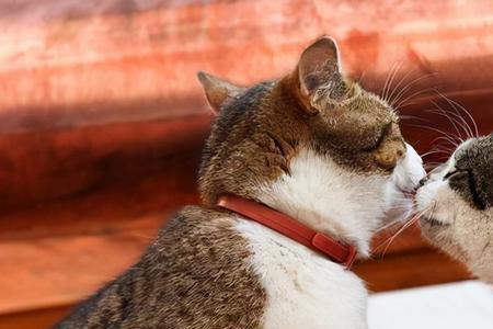 不要跟养猫的女生谈恋爱