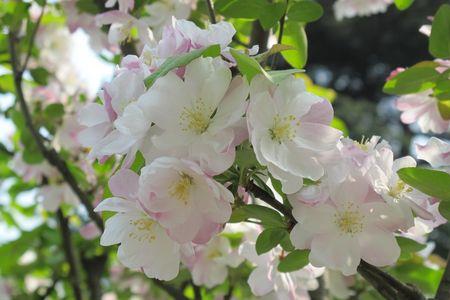 海岛春花种植方法和时间