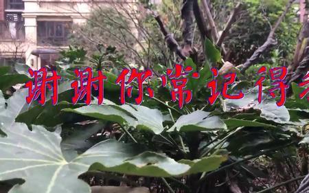 别人说谢谢你记得我该怎么回