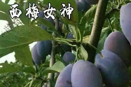 法兰西梅要授粉吗