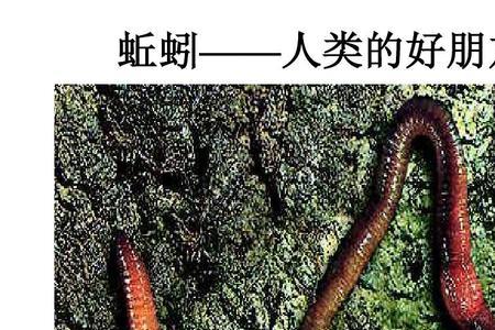 蚯的组词